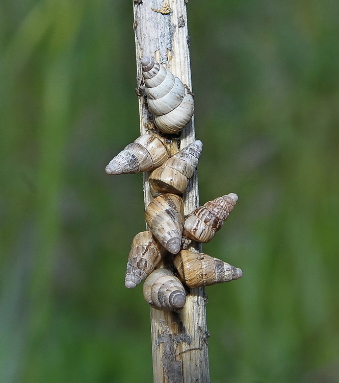 Piccoli Gasteropodi da Alberese